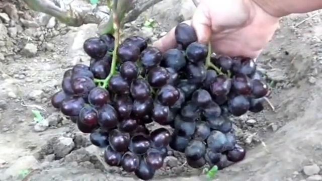 Виноградник Карпова И.А. и РУбель Н.Г. 2015г. смотреть онлайн