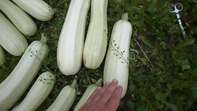 СБОР БОГАТОГО УРОЖАЯ КАБАЧКОВ СОРТ АПОЛЛОН, МАША, УДАЧА, 02 СЕНТЯБРЯ 2019
