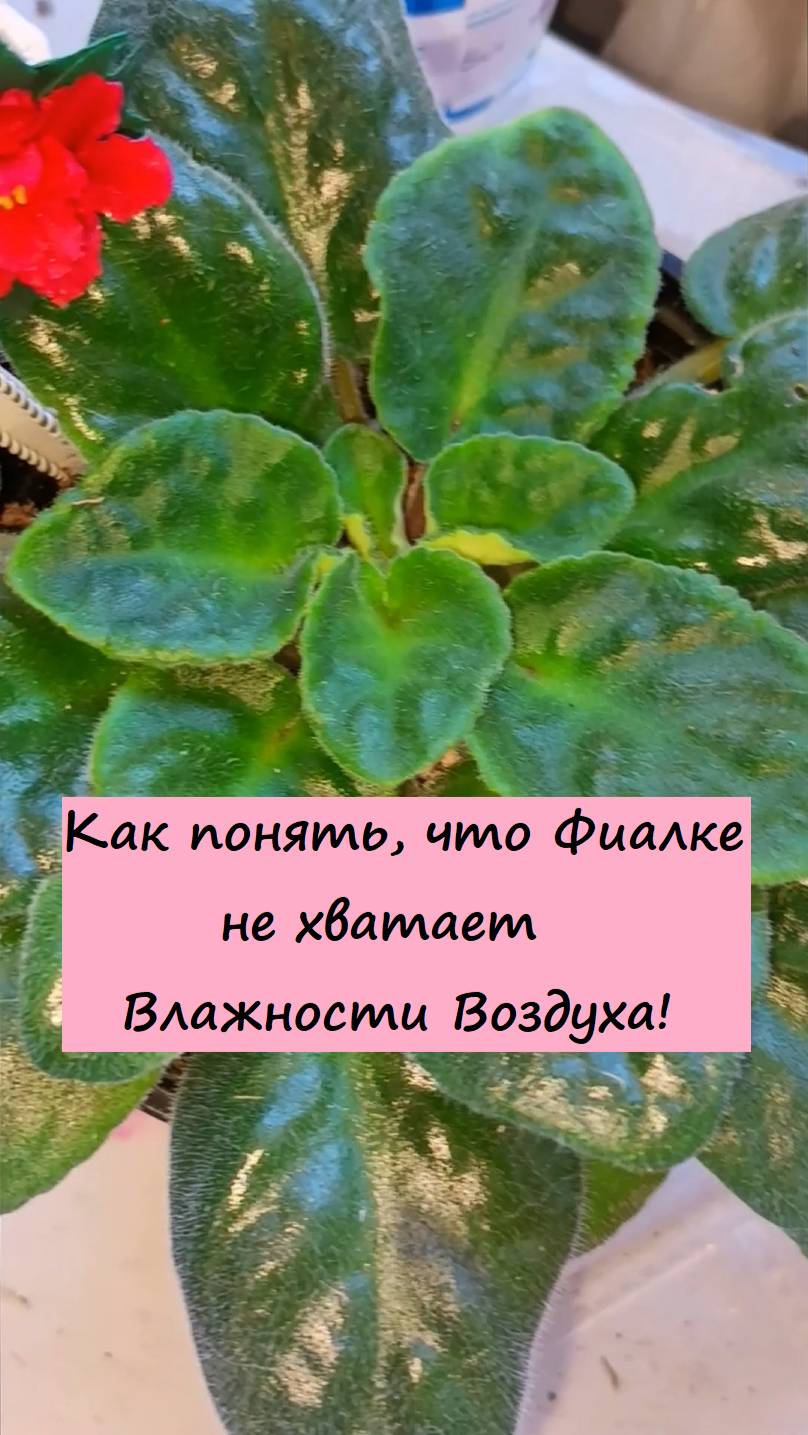 Как понять, что Фиалке не хватает Влажности Воздуха!