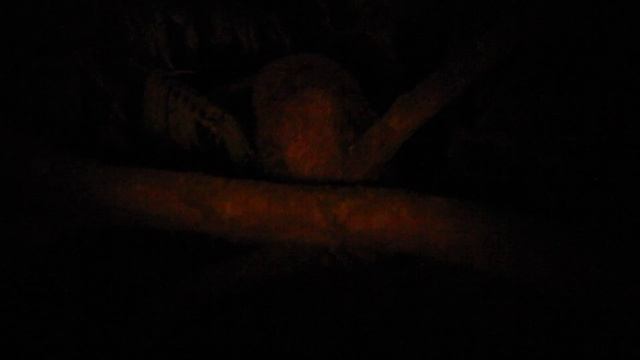 ENDEMIC - Santa Marta Screech Owl - Megascops gilesi -