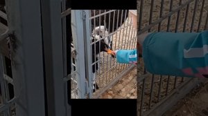 Продолжение нашего путешествия в зоопарке Чёрные Камни Сортавала #дети #зоопарк #черныекамни