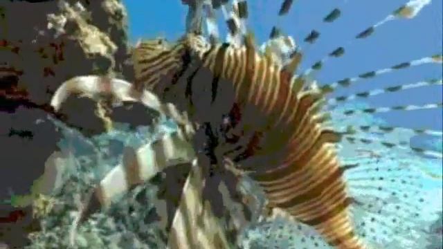 Мумий Тролль - Ядовитая звезда смотреть онлайн