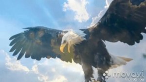 Кто мы с тобой... Орлы или вороны...