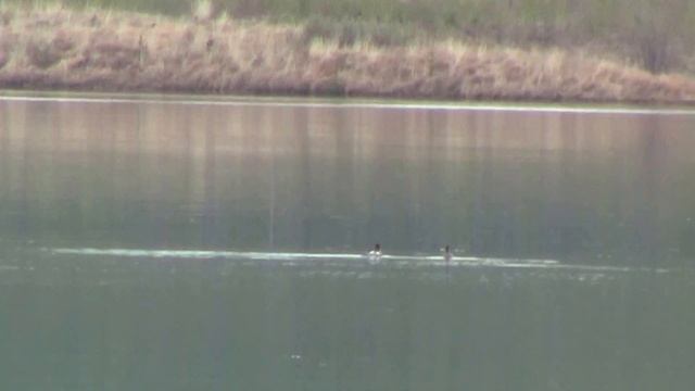 ...ЭТО УТКИ..