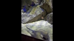 Севастопольский аквариум.