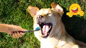 Самая смешная подборка моментов с кошками и собаками 😹🐶 Самые смешные моменты с кошками и собаками