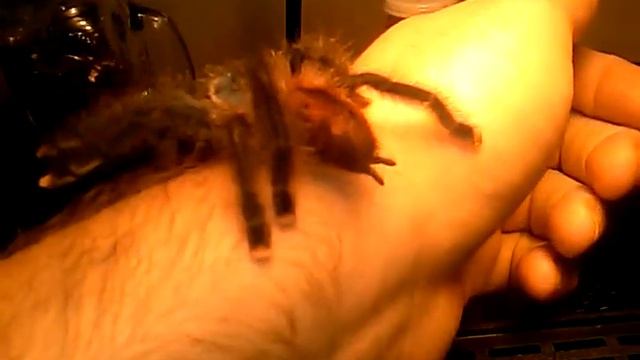 Better look at my Avic Sp смотреть онлайн