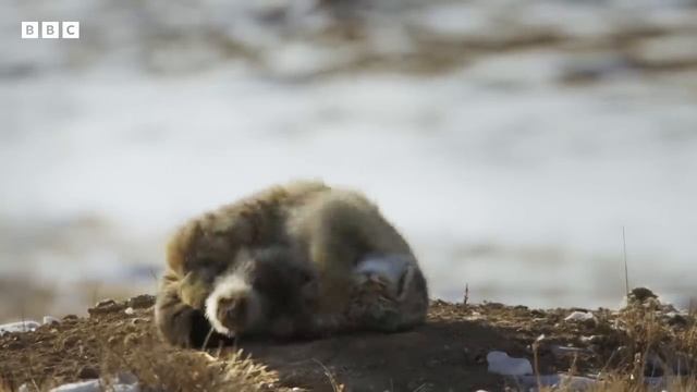 Зимние кошки