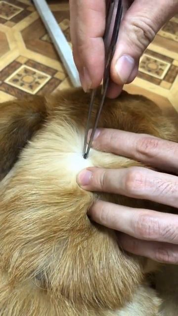 save the dog #shorts смотреть онлайн