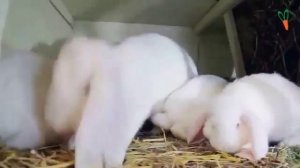 Французский баран