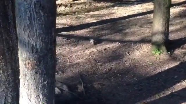 Белка смотреть онлайн