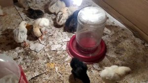 JO'JA BOQISH SIRLARI | ЖУЖА БОКИШ СИРЛАРИ!