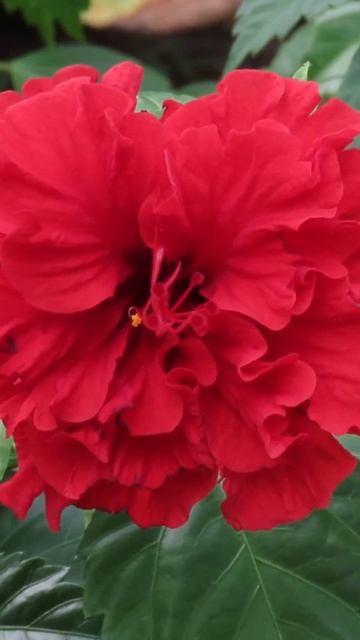 17 hibiscus varieties you must grow! #rare #houseplants #gardening #hibiscus
