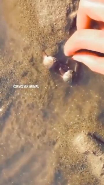 СМЕШНЫЕ ЖИВОТНЫЕ 2022/ЛУЧШИЕ ПРИКОЛЫ С ЖИВОТНЫМИ #shorts смотреть онлайн