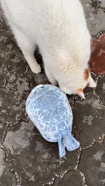 Тюлень vs Котики Артикул на ВБ: 265571463 #мягкиеигрушки #игрушки #тюлень #юмор #прикол #мем