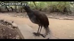 Птица издаёт звуки лазерной пушки