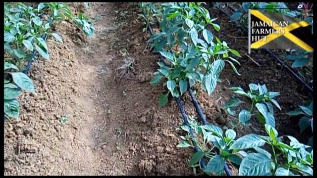 |TRELLISING | BELL PEPPERS  | IT'S TIME смотреть онлайн