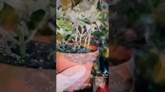 ПРИМЕР ЧЕРЕНКОВАНИЯ КОЛЕУСА ОКТЯБРЬ 2021 смотреть онлайн