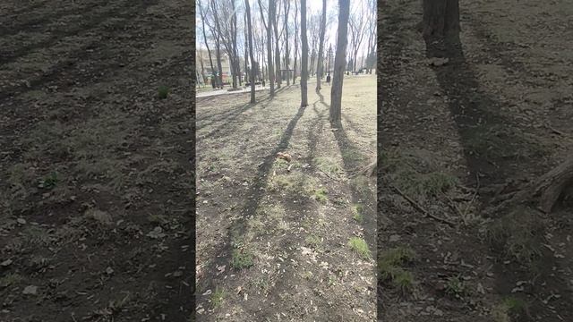 Белка в парке Щербакова