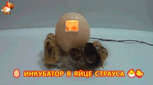 Инкубатор в страусином яйце курам на смех и результат инкубации 🥚🐣🐤😂