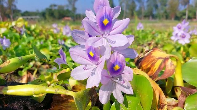 Excellent Daily Life Fishing Unbelievable Technique Underground Monster Catching By Chain#fishing смотреть онлайн