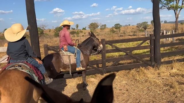 Boiada onça 🐆 continuação Manejo video sem cortes смотреть онлайн