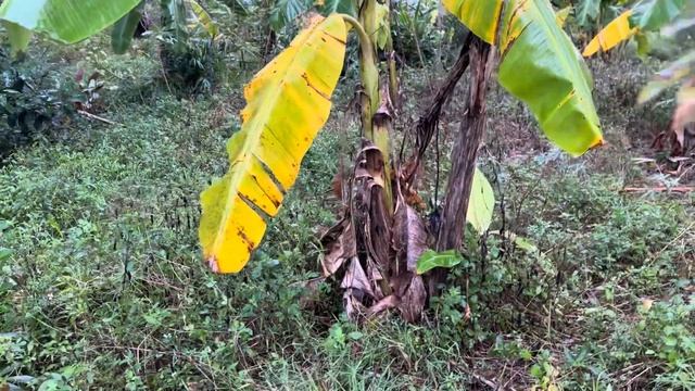 What We Do With Struggling Tropical Fruit Trees - Natural Farming - December 17, 2023