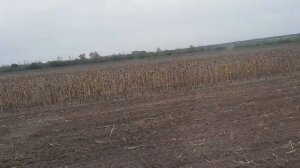 Дискация, первый след . Лущильник группы компании Попова. 2021г.