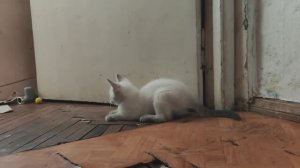 cat2-20250323