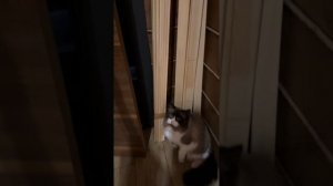 Вязка кошек и котов. Рэгдолл.