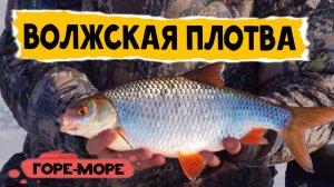 ЖИРНЮЧАЯ Плотва !!! Волга !!! Безмотылка !!
