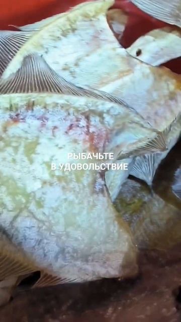 Вяленый ёрш отправляется в Челябинскую область.