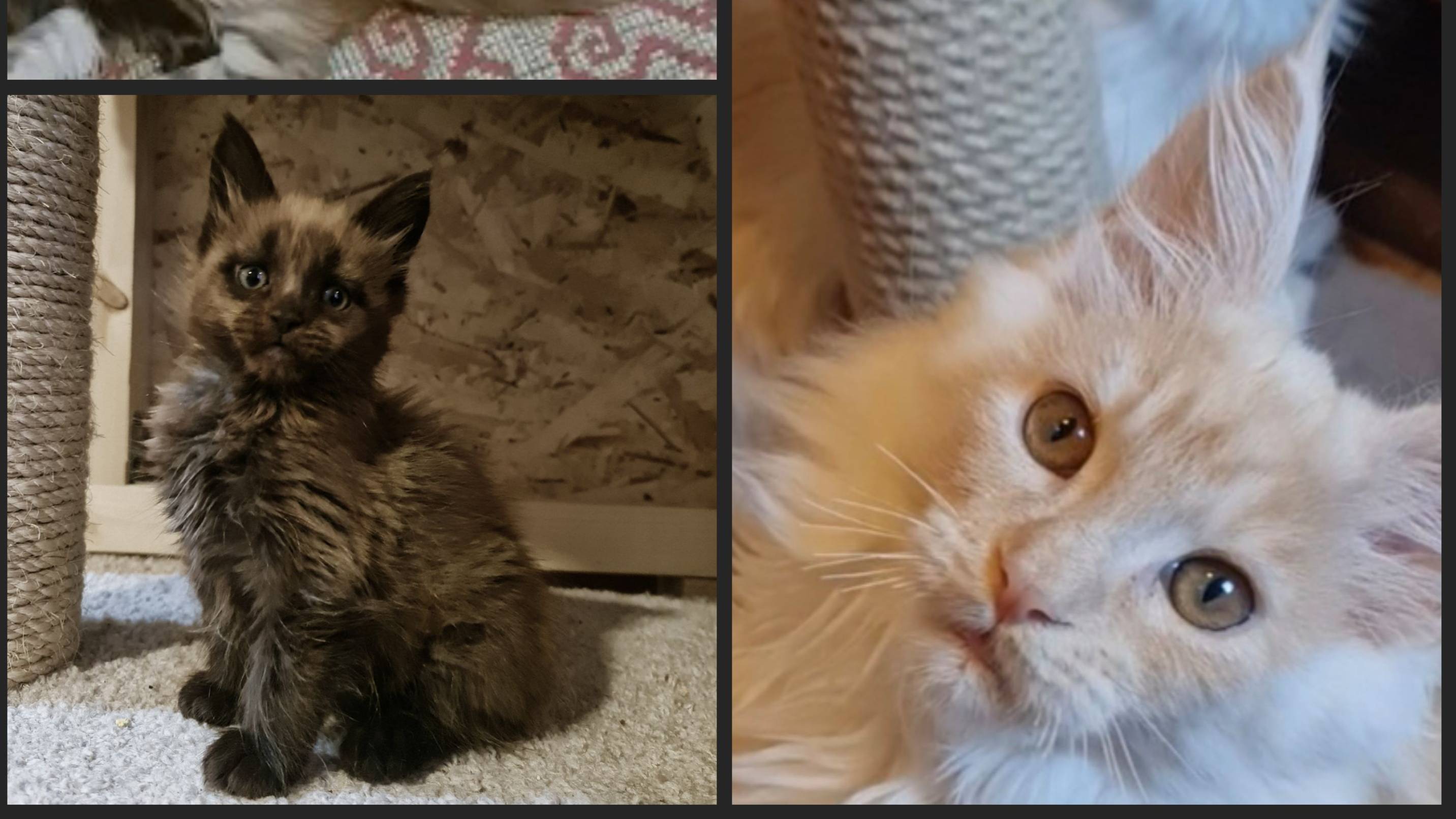 Котята мейн кун