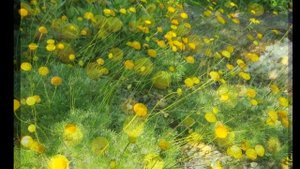 ВЕЧНОЗЕЛЕНЫЕ МНОГОЛЕТНИКИ для ЛЕНИВОЙ КЛУМБЫ. ЗАСУХОУСТОЙЧИВЫЕ НЕПРИХОТЛИВЫЕ КРАСИВЫЕ ВЕСЬ ГОД!