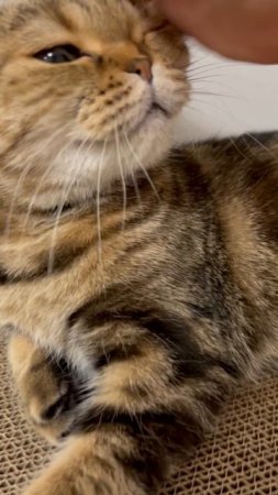 Шотландская вислоухая кошка 🐱