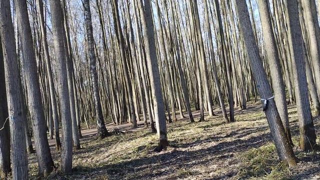 Раскрытие котлована на станции Липовая Роща Рублево-Архангельской линии