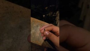 Приручил муху