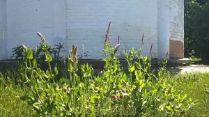 Полевые цветы!