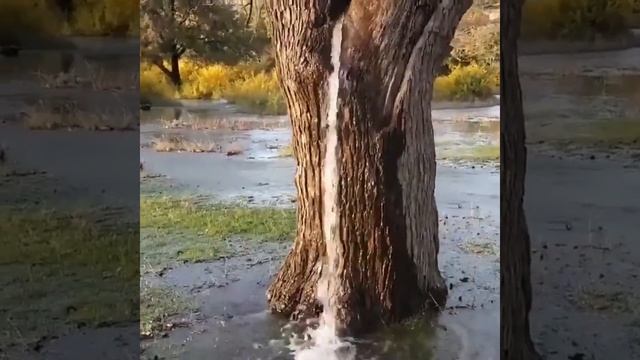 В Черногории есть 150-летнее тутовое дерево, из которого круглый год течет вода.