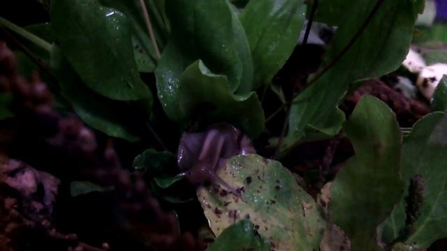 Бебиснейл ждет нежности и ласки. 1,5 мес. смотреть онлайн