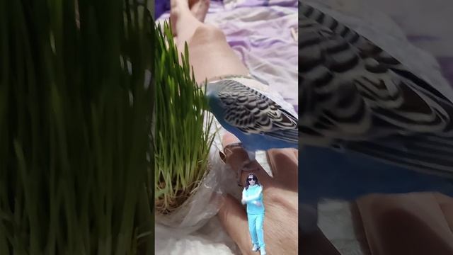забавные Птичкины красавчики попугайчики Кеша Тиша