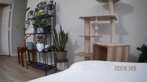 Коты против собак. Скрытая камера