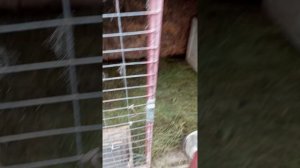 Готовимся к окролам.