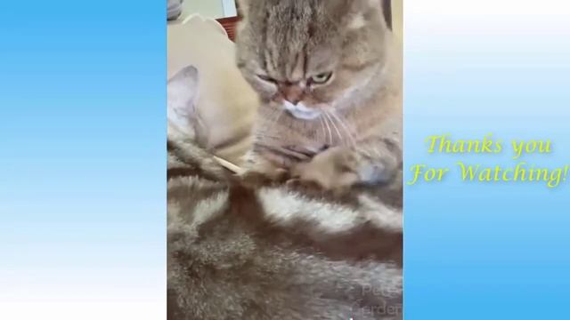 Милые Домашние Животные И Забавные Животные