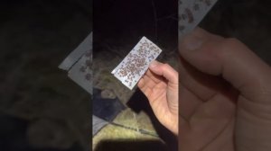 Видели столько клещей?