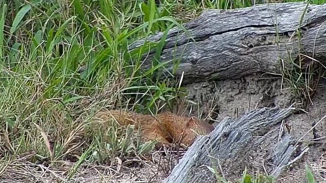 Djuma: Slender Mongoose lounging around - 08:58 - 12/04/20 смотреть онлайн