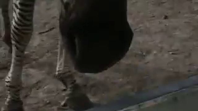 Zebra ))) смотреть онлайн