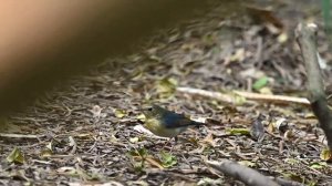 藍歌鴝 Siberian Blue Robin