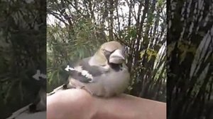 Голос невиданной птицы ДУБОНОС