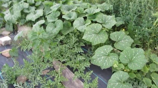 Арбузы , дыни и тыквы . Начало августа. смотреть онлайн